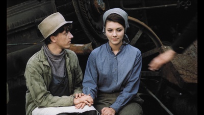 失翼灵雀剧照的剧照