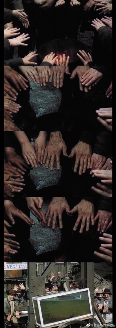 失翼灵雀剧照的剧照