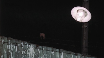 失翼灵雀剧照的剧照