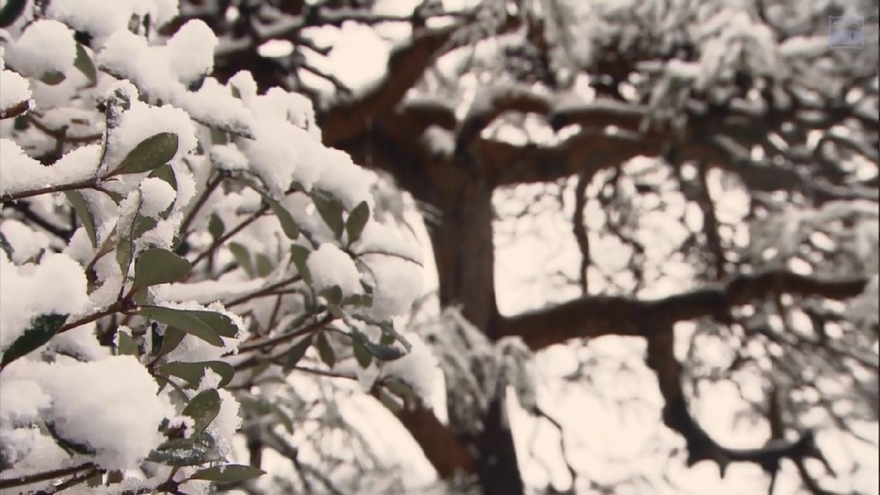 礼物剧照的剧照