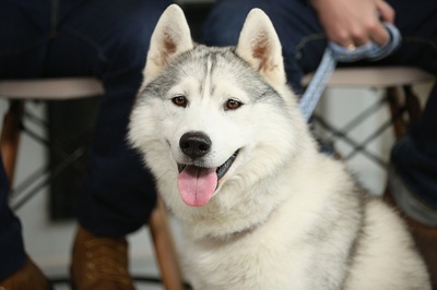 白牙剧照的剧照