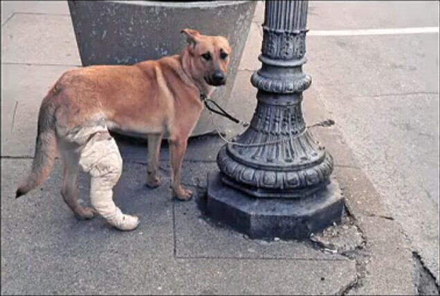 寻找薇薇安·迈尔剧照的剧照