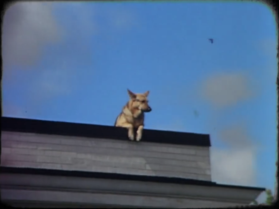 寻找薇薇安·迈尔剧照的剧照