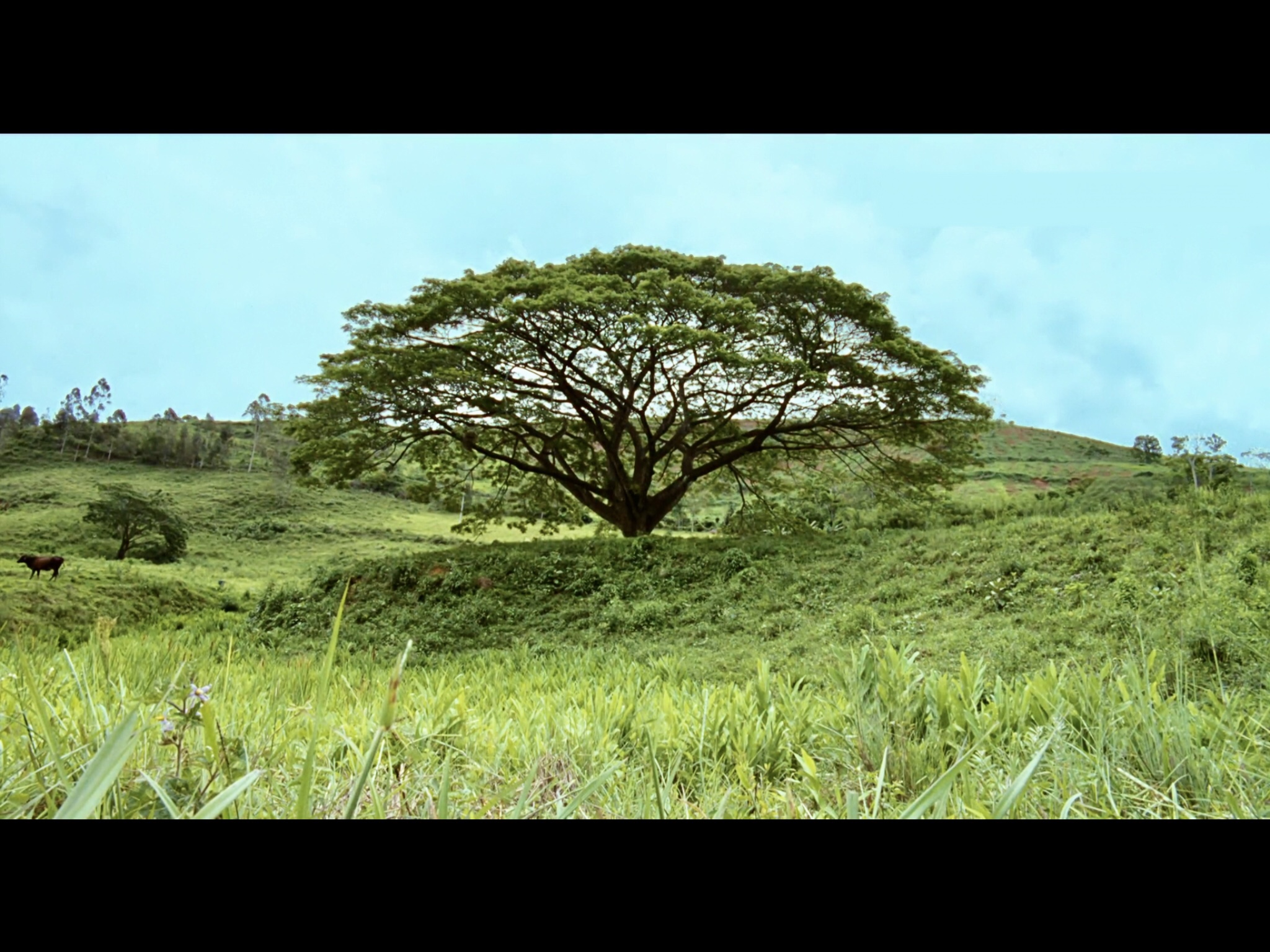 我亲爱的甜橙树剧照的剧照