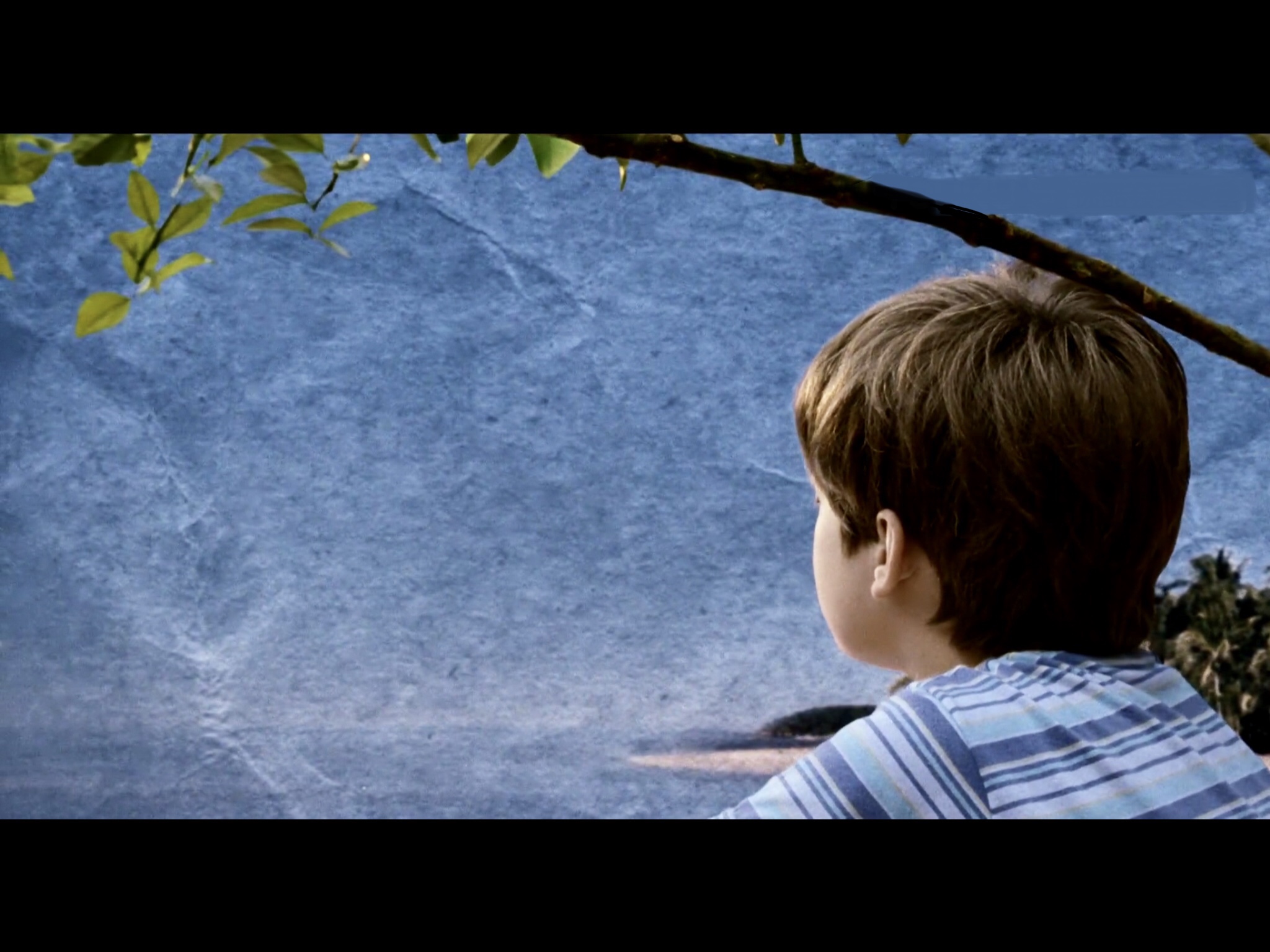 我亲爱的甜橙树剧照的剧照