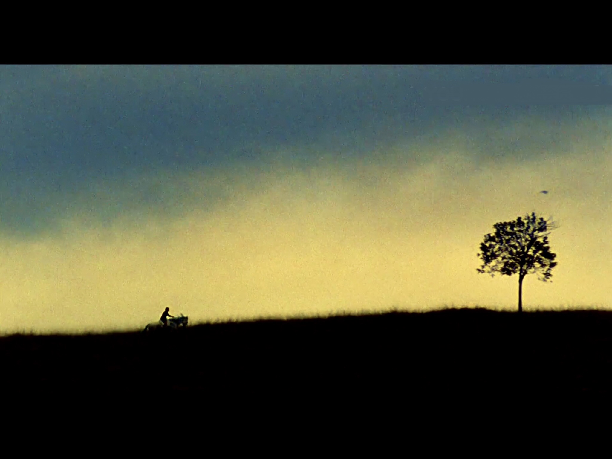 我亲爱的甜橙树剧照的剧照