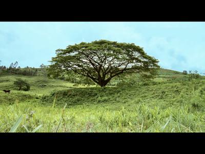 我亲爱的甜橙树剧照的剧照