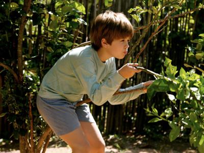 我亲爱的甜橙树剧照的剧照