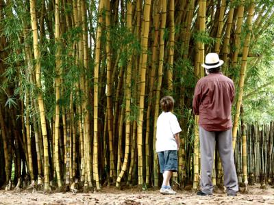 我亲爱的甜橙树剧照的剧照