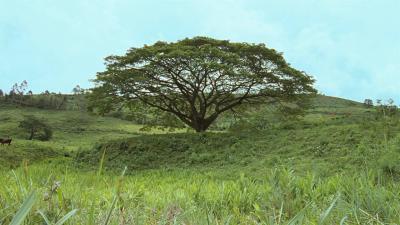 我亲爱的甜橙树剧照的剧照