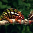 小宇宙2：基因狂想曲剧照