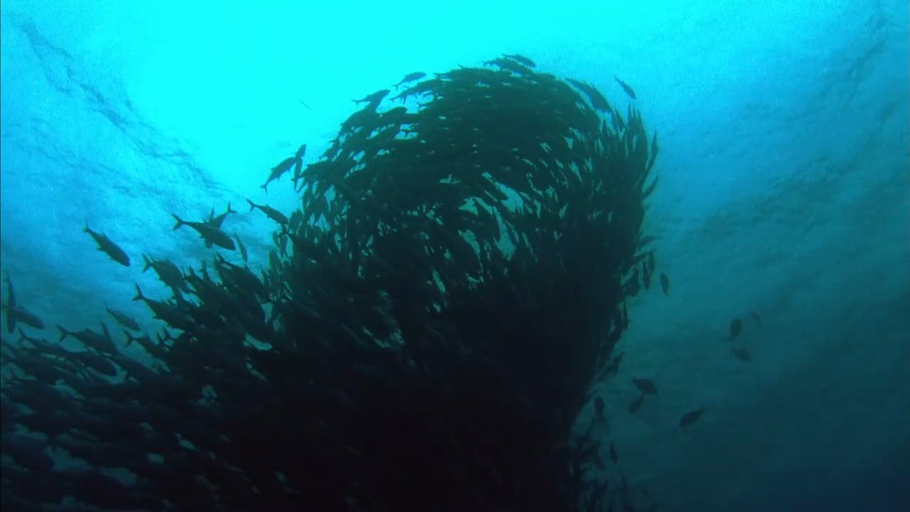 小宇宙2：基因狂想曲剧照的剧照