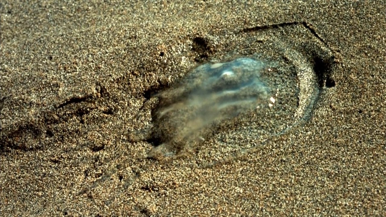 小宇宙2：基因狂想曲剧照的剧照