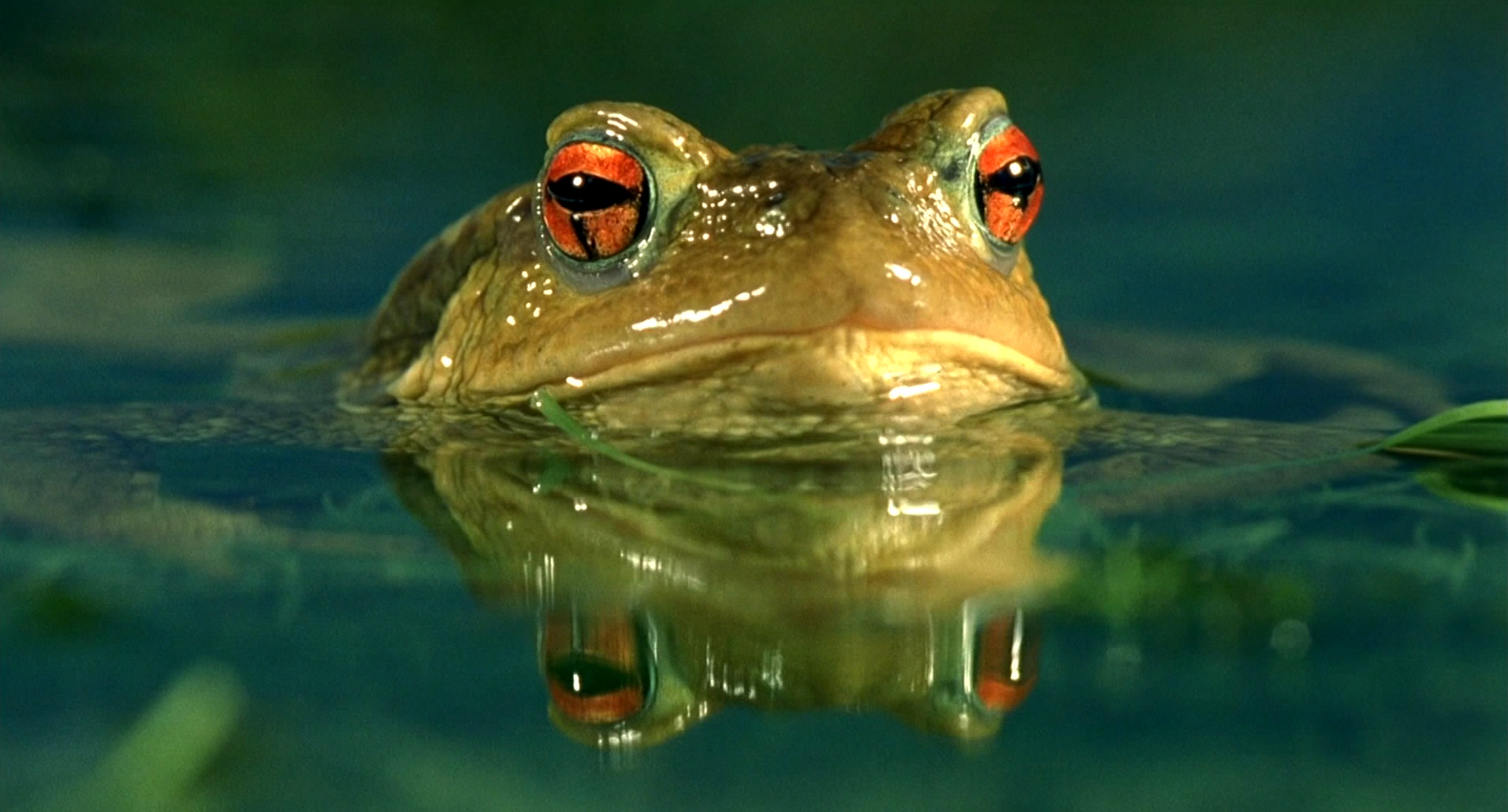 小宇宙2：基因狂想曲剧照的剧照