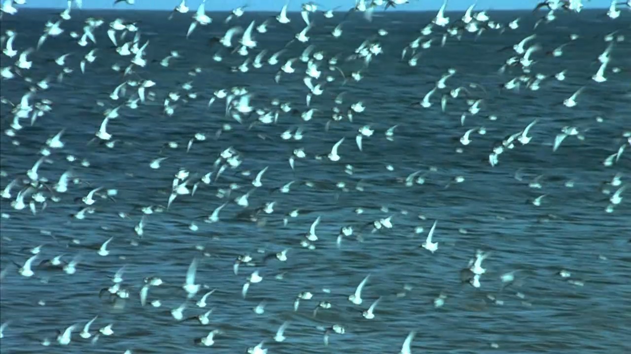 小宇宙2：基因狂想曲剧照的剧照