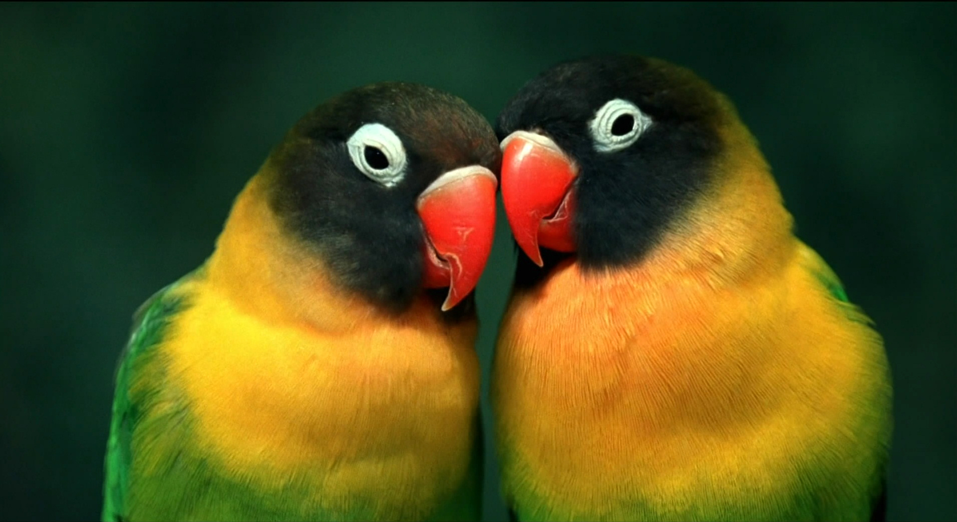 小宇宙2：基因狂想曲剧照的剧照