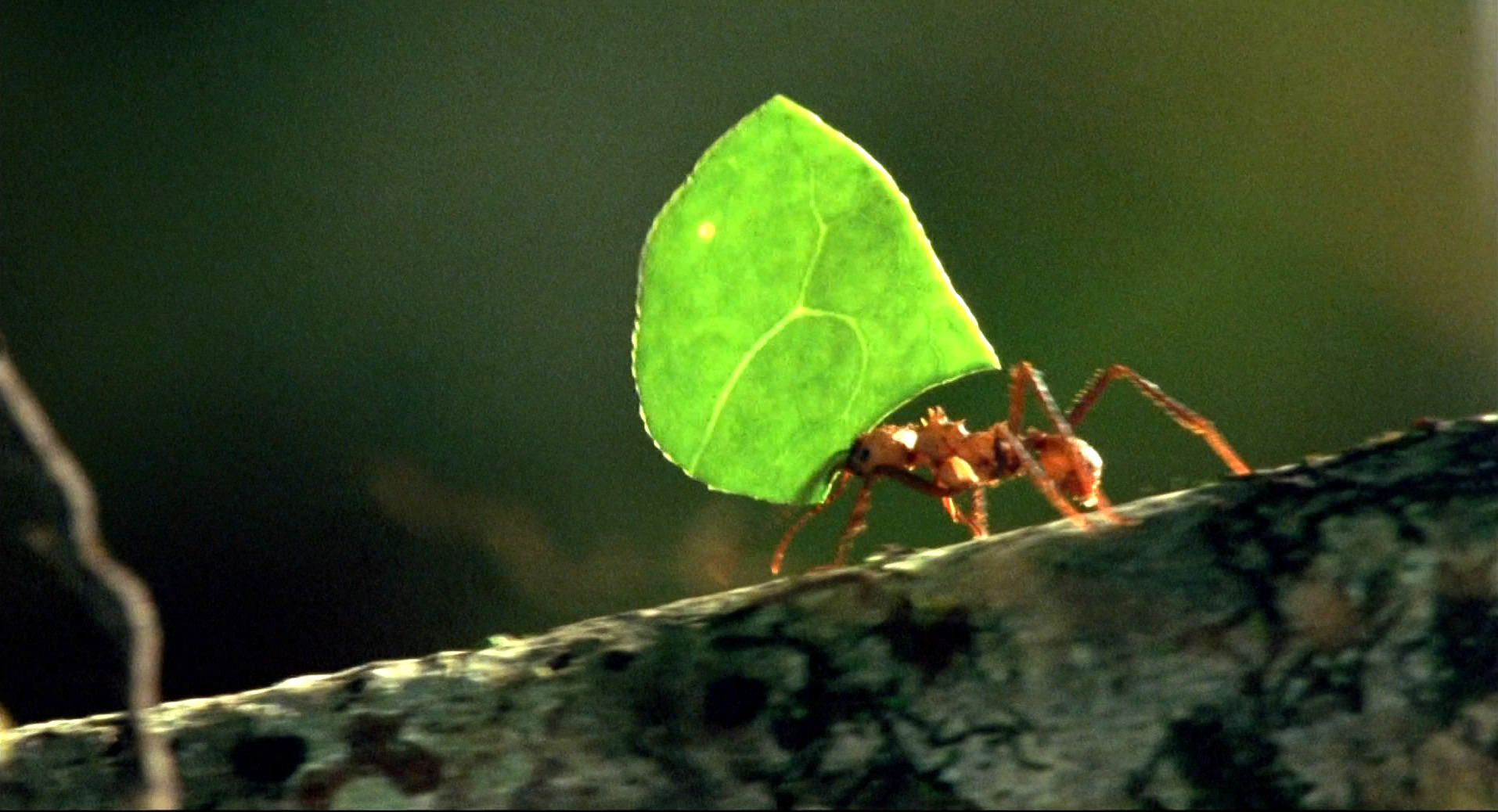 小宇宙2：基因狂想曲剧照的剧照