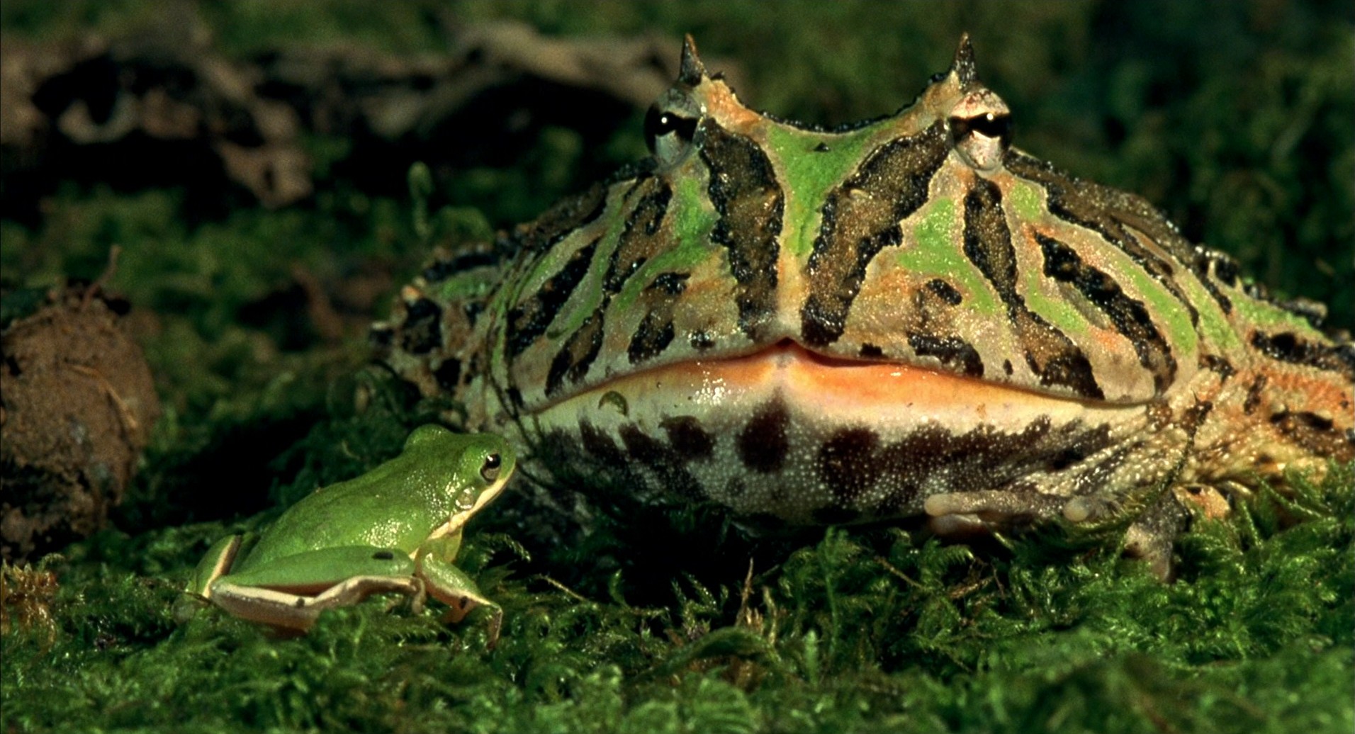 小宇宙2：基因狂想曲剧照的剧照