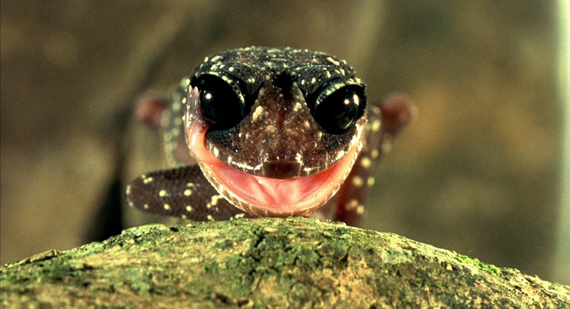 小宇宙2：基因狂想曲剧照的剧照