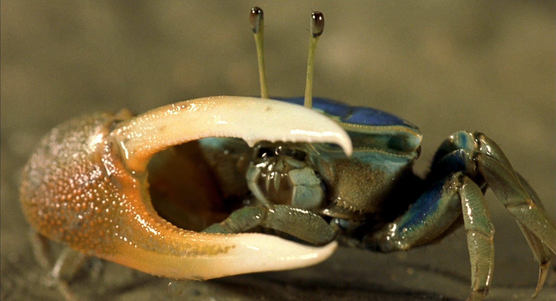 小宇宙2：基因狂想曲剧照的剧照