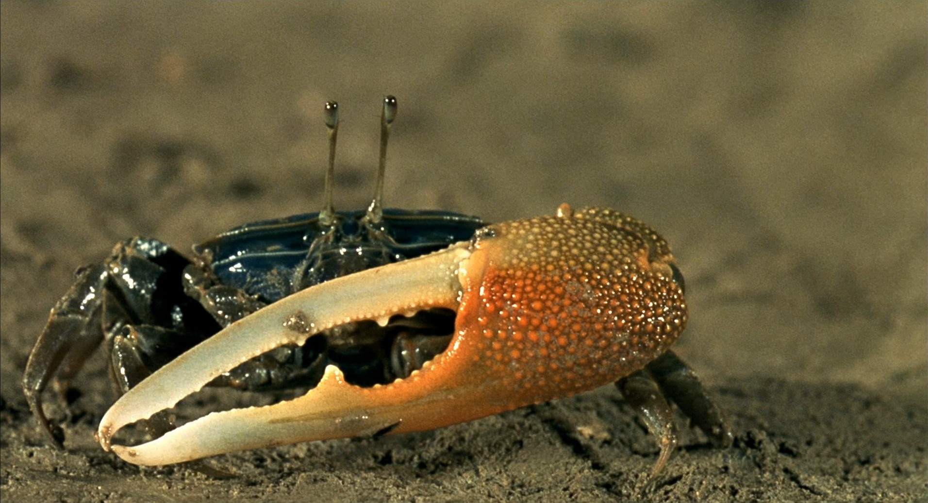 小宇宙2：基因狂想曲剧照的剧照