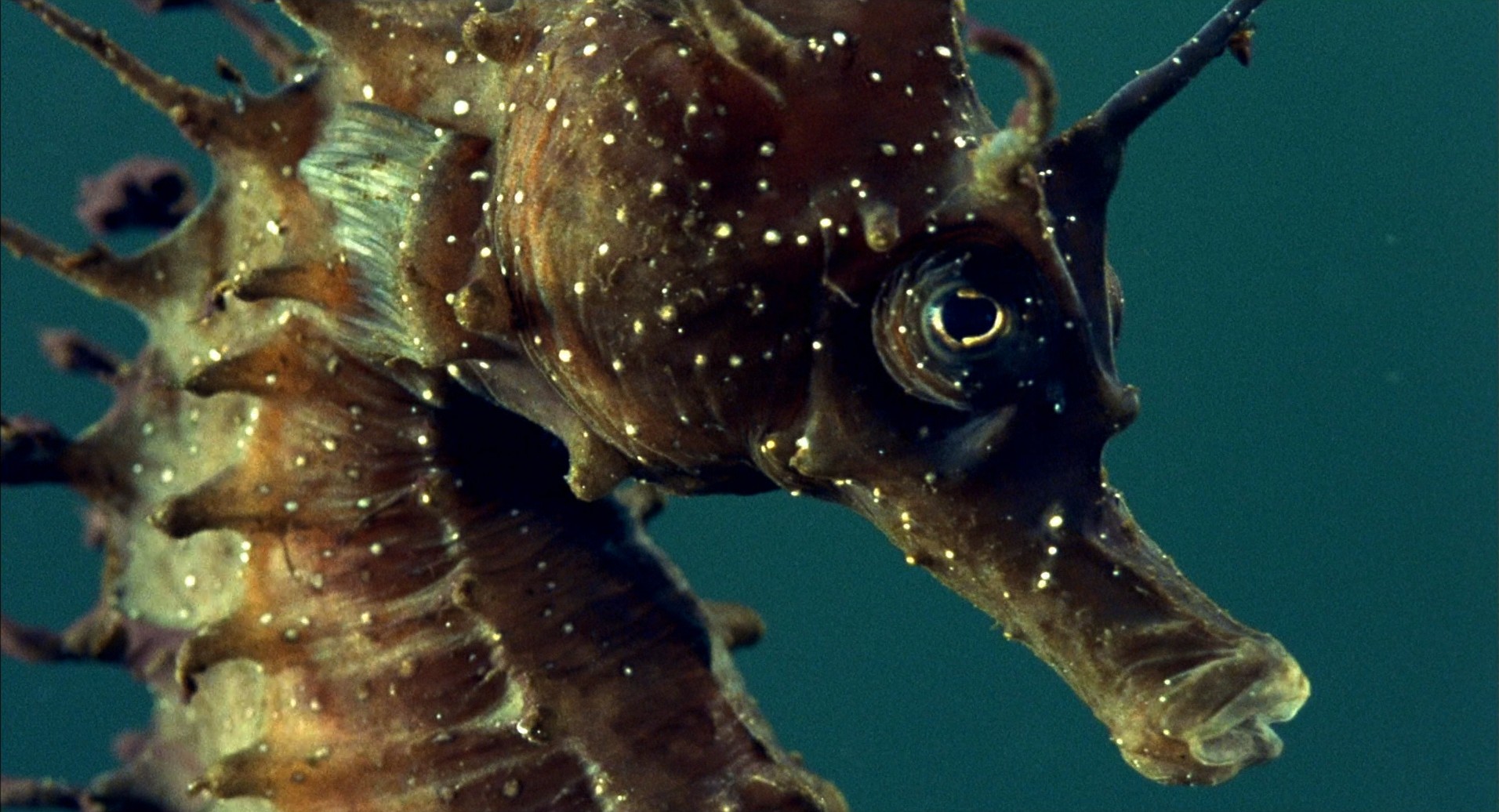 小宇宙2：基因狂想曲剧照的剧照