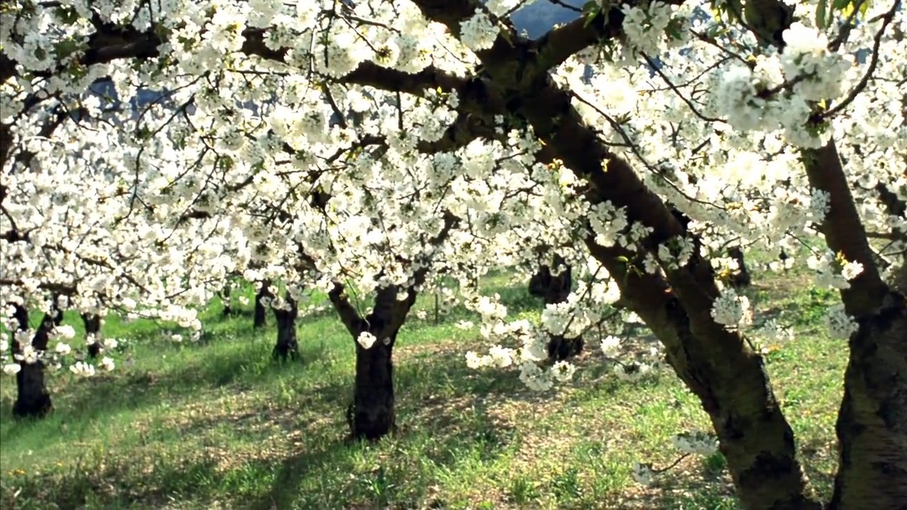 小宇宙2：基因狂想曲剧照的剧照