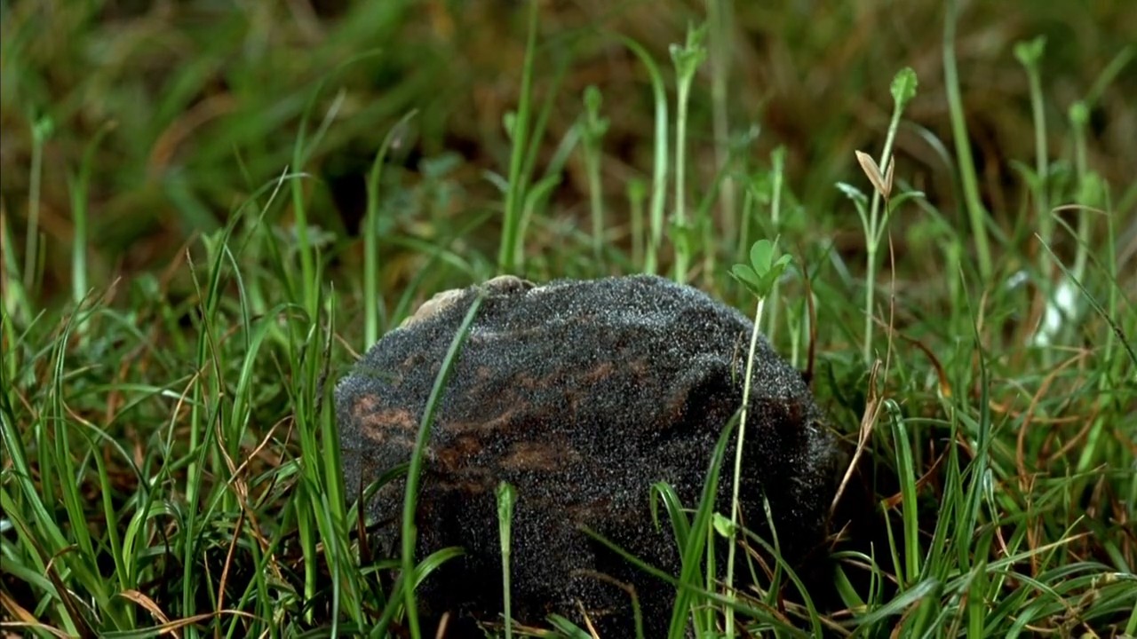 小宇宙2：基因狂想曲剧照的剧照