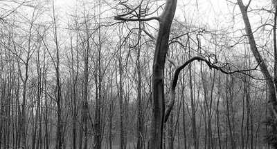 波希米亚生活剧照的剧照