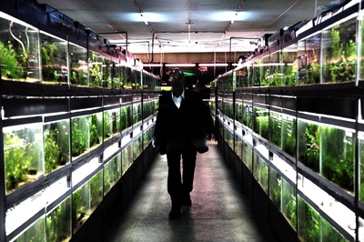 冰冷热带鱼剧照的剧照