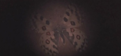 雾岛美丽的夏天剧照的剧照