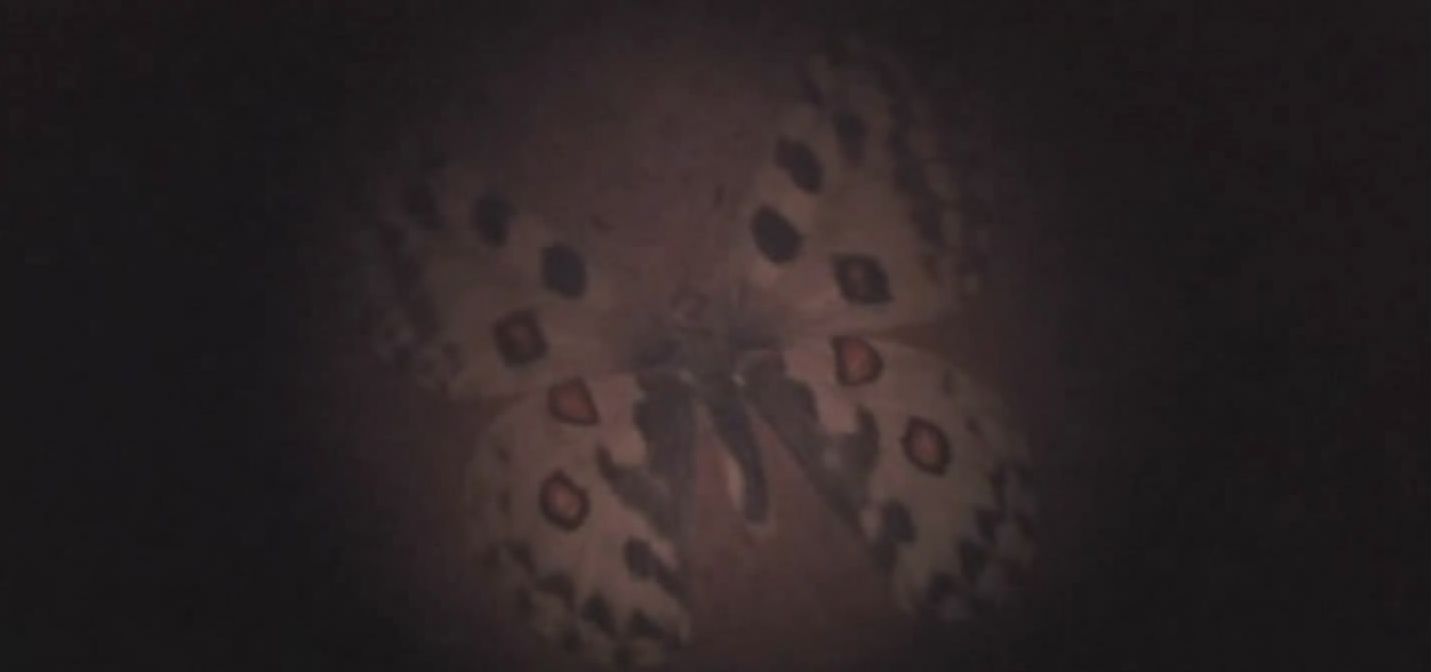 雾岛美丽的夏天剧照的剧照