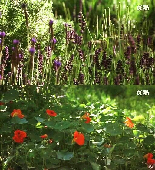 勿忘我剧照的剧照