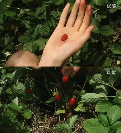 勿忘我剧照的剧照