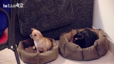 HELLO，北京剧照的剧照