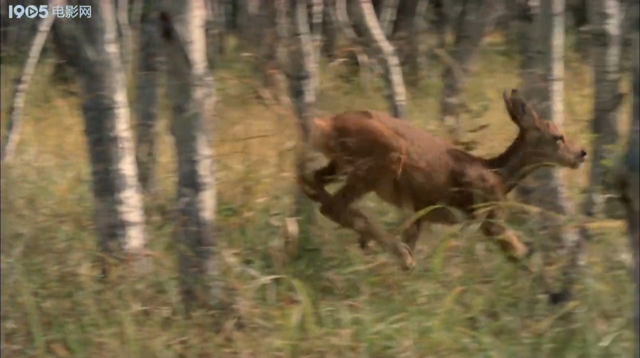 金秋鹿鸣剧照的剧照