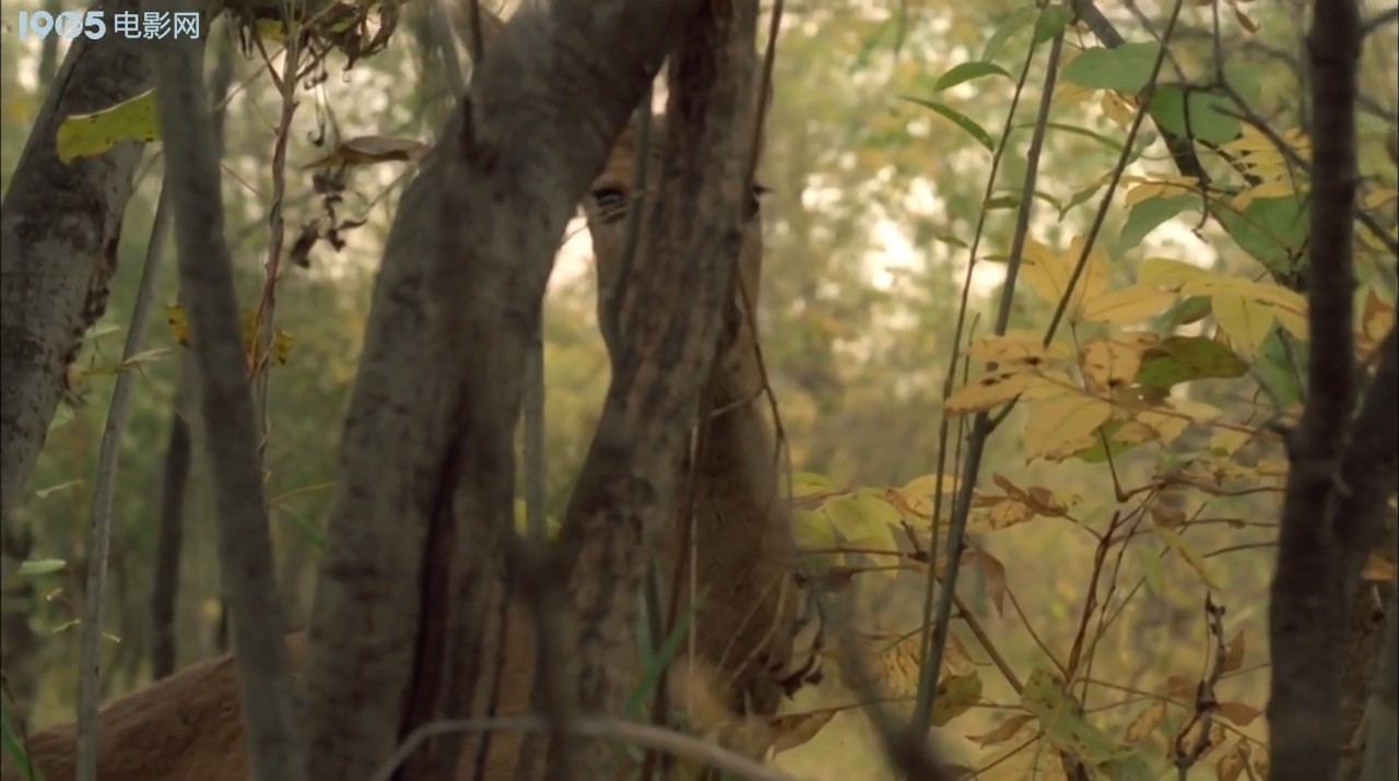 金秋鹿鸣剧照的剧照