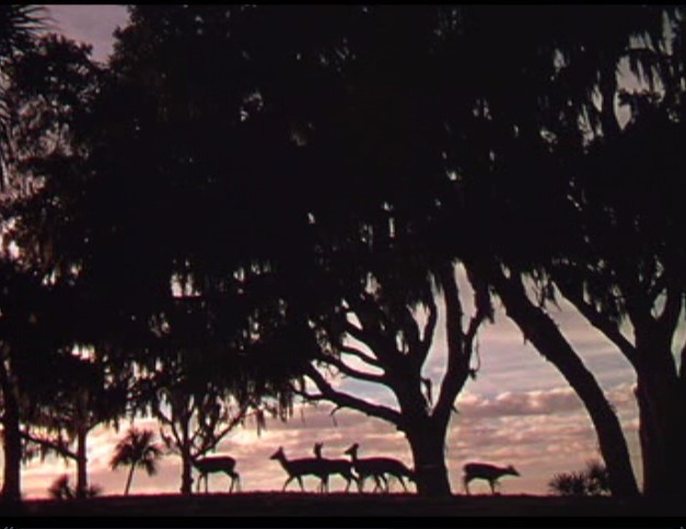 鹿苑长春剧照的剧照