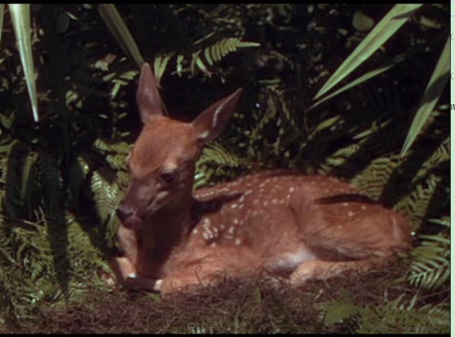 鹿苑长春剧照的剧照