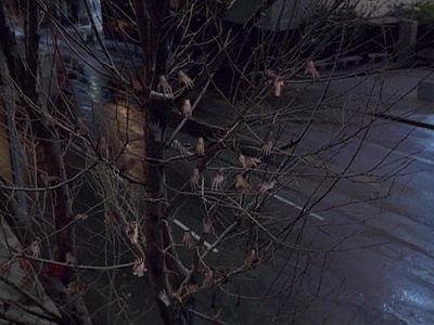 夜半路惊魂剧照的剧照