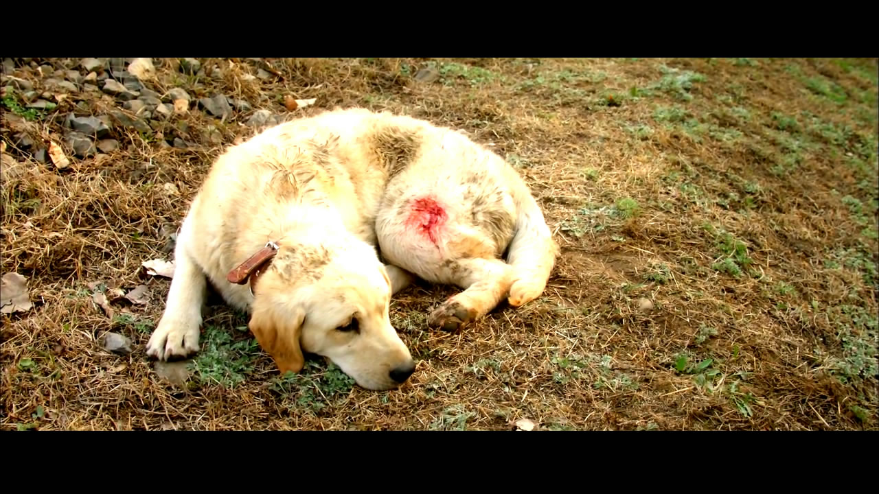 忠爱无言剧照的剧照