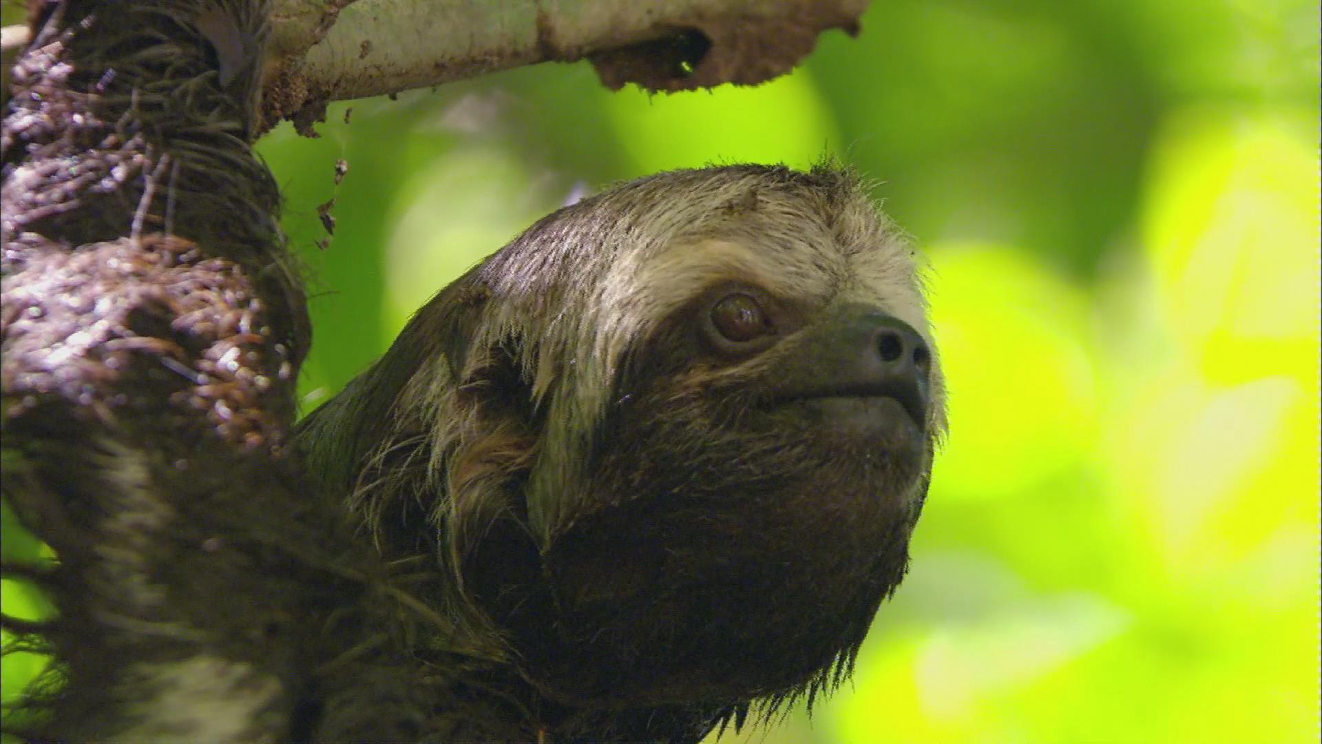 亚马逊的眼泪剧照的剧照