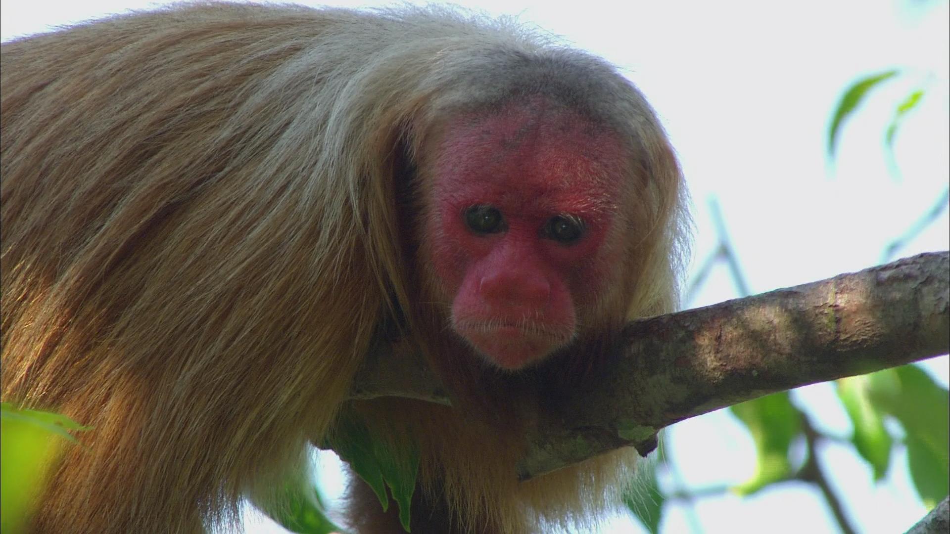 亚马逊的眼泪剧照的剧照