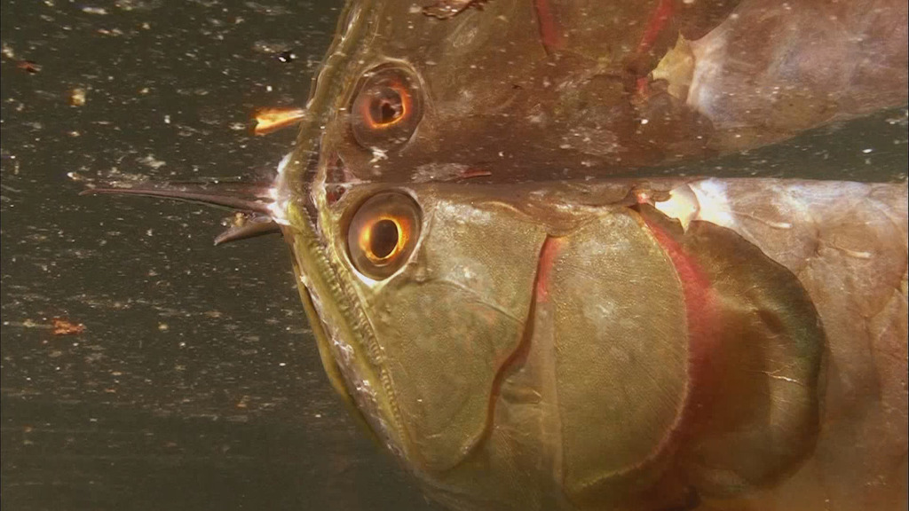 亚马逊的眼泪剧照的剧照