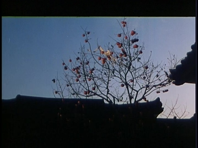 红柿子剧照的剧照