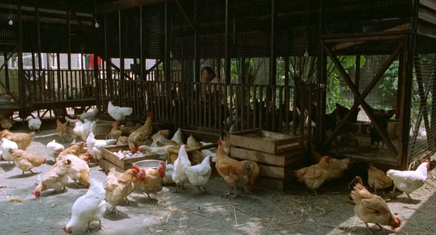 红柿子剧照的剧照