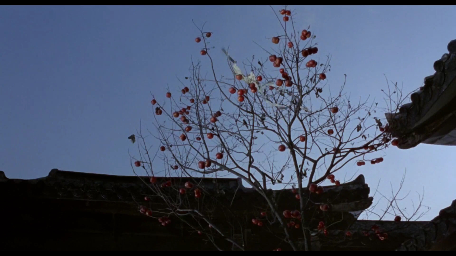 红柿子剧照的剧照