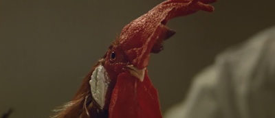 白比姆黑耳朵剧照的剧照