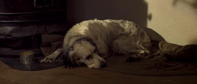 白比姆黑耳朵剧照的剧照