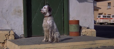 白比姆黑耳朵剧照的剧照